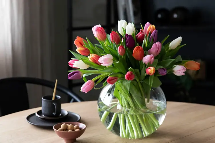 Tulipaner er en av Norges mest populære snittblomster. 