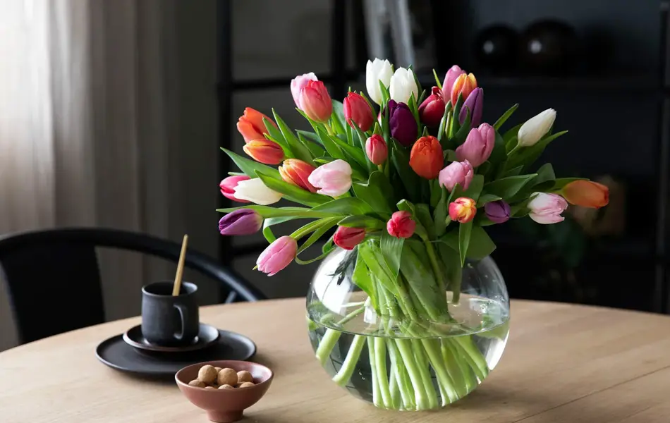 Tulipaner fra Mester Grønn