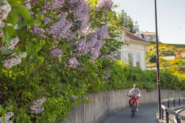 Sommeridyll med syriner i Vollen