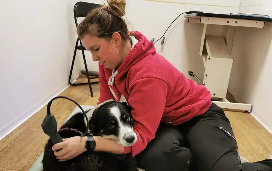 ansatt hos zoo-1 behandler hund