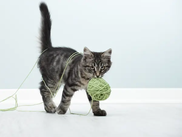 Kitten playing with a ball of wool on floor