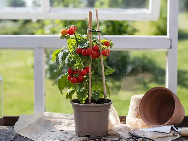 Plantebord med tomatplante i potte