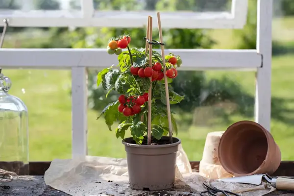Plantebord med tomatplante i potte