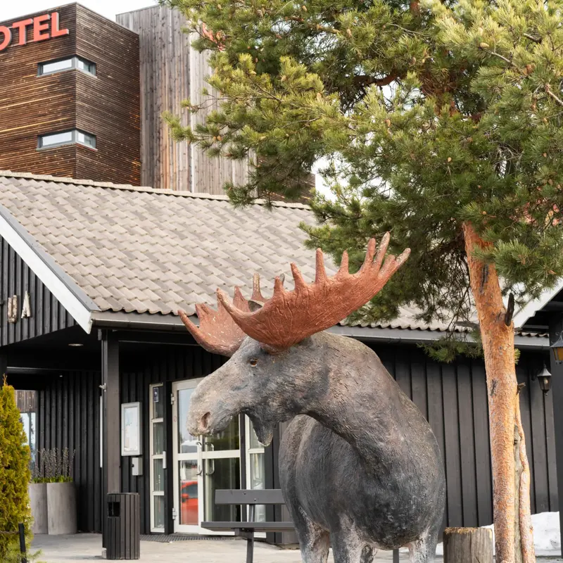 Utenfor hotellet ønsker elgen deg velkommen.