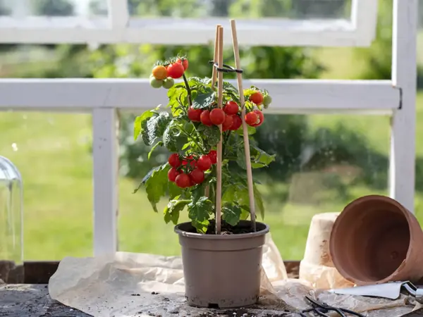 Tomatplante