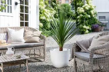 Dracaena Indivisa