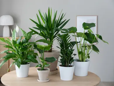 Grønne planter