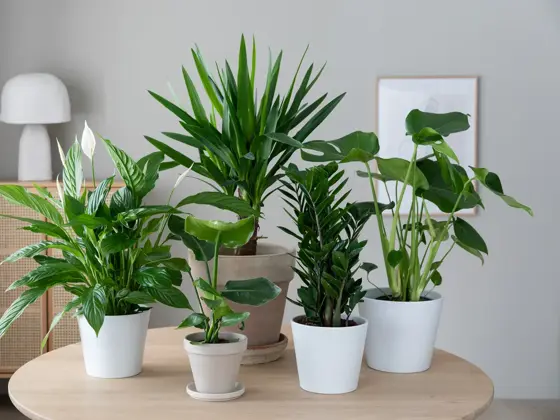 Grønne planter