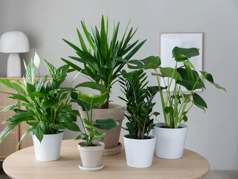 Grønne planter