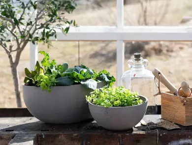 Bord med to potter med grønnsaksplanter og kasse med hageredskaper