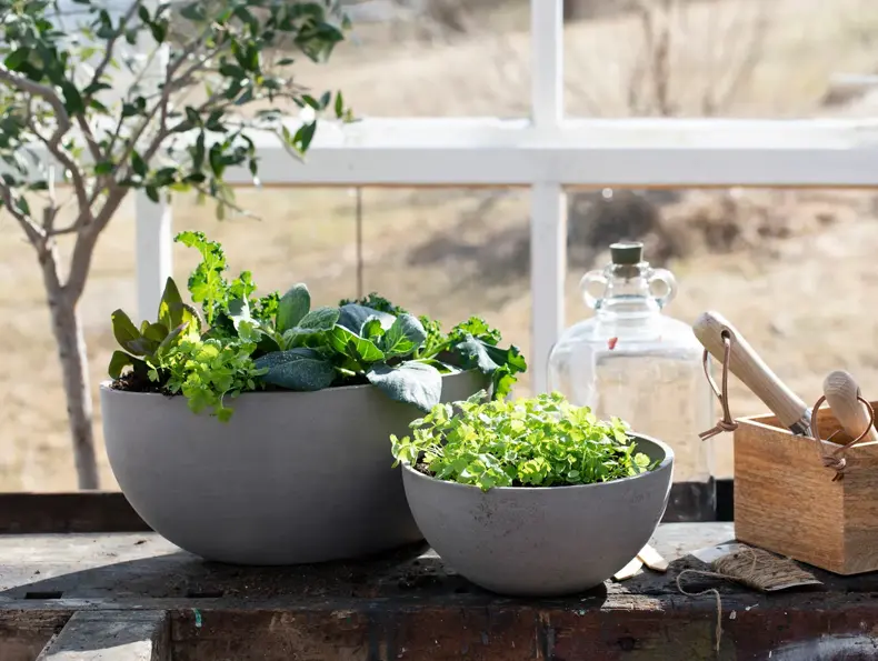 Bord med to potter med grønnsaksplanter og kasse med hageredskaper