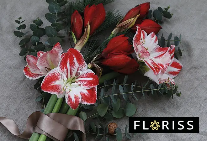 floriss-amaryllis-snittblomst-uke49-3.2