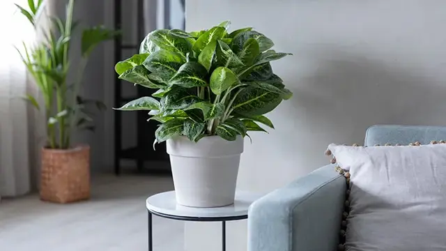 Mester Grønn Aglaonema_Lemon Mint_0239_s.jpg