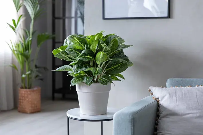 Mester Grønn Aglaonema_Lemon Mint_0239_s.jpg