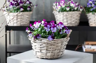 mester-gronn-viola-i-kurv-uke15-4.3