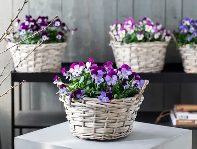 mester-gronn-viola-i-kurv-uke15-4.3