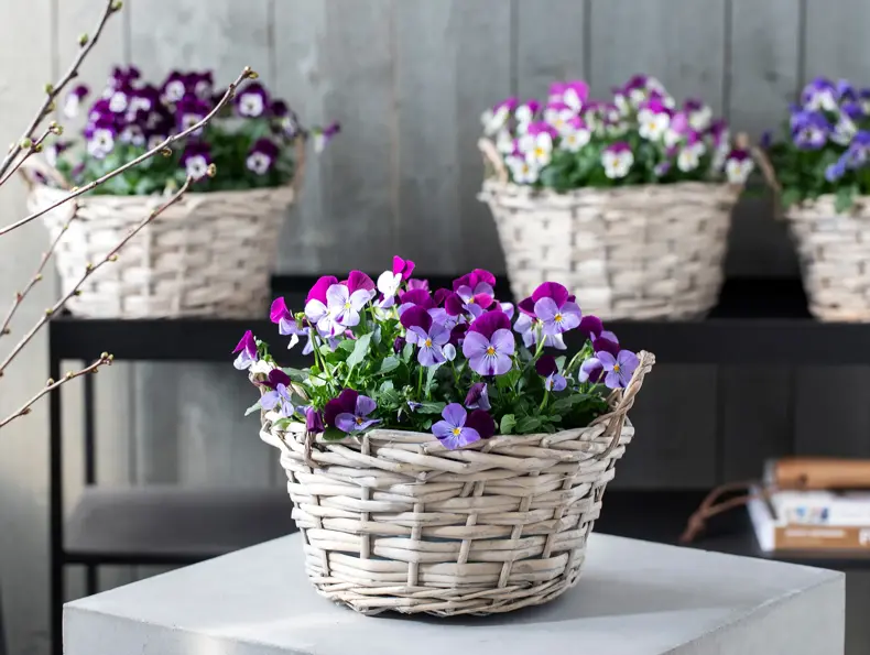 mester-gronn-viola-i-kurv-uke15-4.3