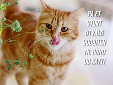 Eksempelbilde av tilbudet.