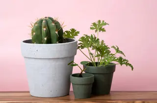 Bilde av kaktus og grønne planter i krukker