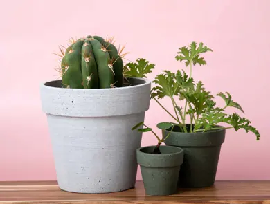 Bilde av kaktus og grønne planter i krukker