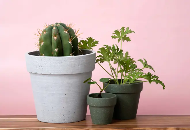 Bilde av kaktus og grønne planter i krukker