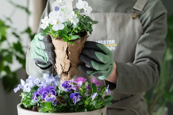 Viola fra Mester Grønn