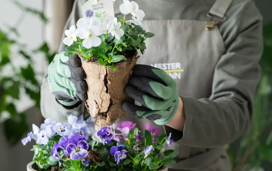 Viola fra Mester Grønn