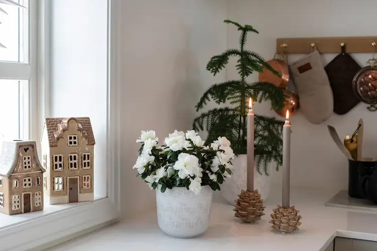 Mester Grønn viser deg hvordan du kan omfavne Novent. 