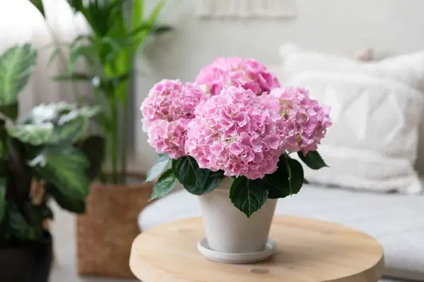 Potte med rosa Hortensia på et lite bord