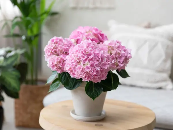Potte med rosa Hortensia på et lite bord