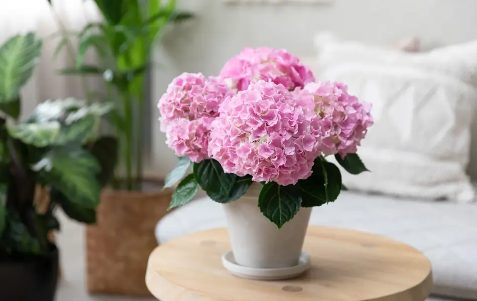 Potte med rosa Hortensia på et lite bord