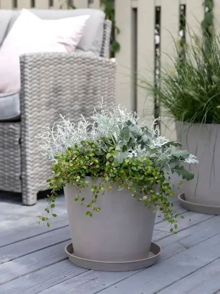 Mesyter Grønn høst uteplass