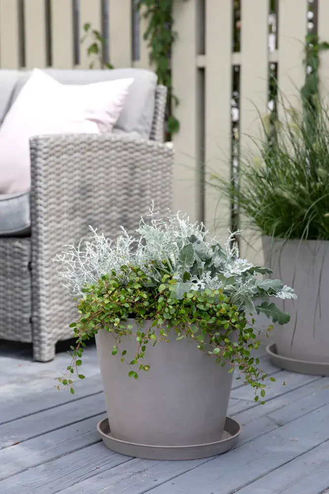 Mesyter Grønn høst uteplass