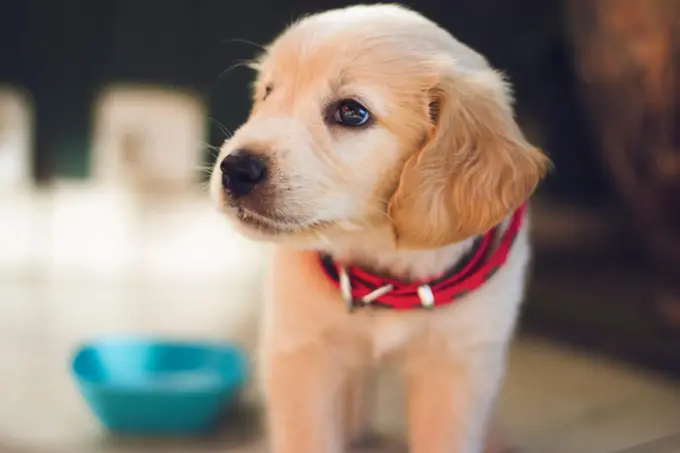 Valp iført rødt halsbånd