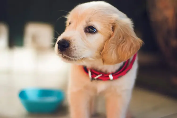 Før du skal få deg et nytt firbent familiemedlem er det en del utstyr du bør ha på plass! Musti hjelper deg gjerne med å finne produkter til akkurat ditt dyr.