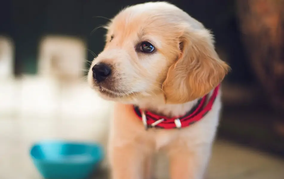 Valp iført rødt halsbånd