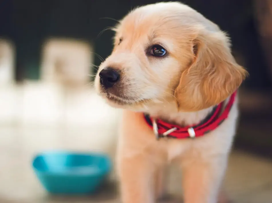 Valp iført rødt halsbånd