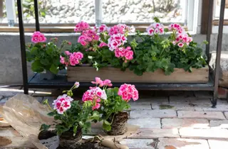 mester-gronn-pelargonia-zonale-uke17-18-4.3