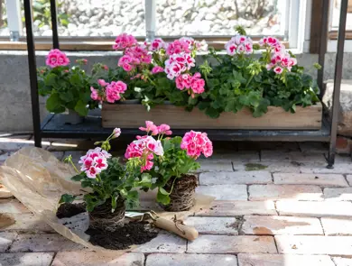 mester-gronn-pelargonia-zonale-uke17-18-4.3