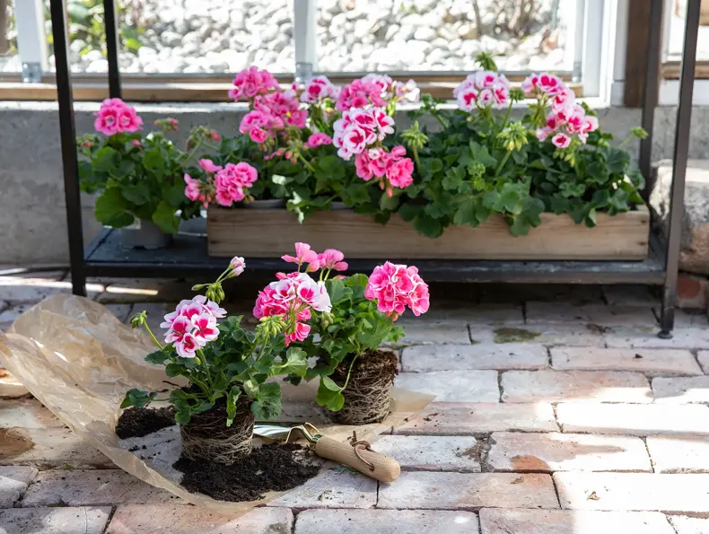 mester-gronn-pelargonia-zonale-uke17-18-4.3