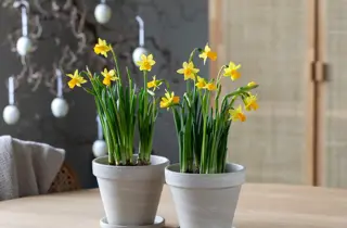 mester-gronn-narciss-uke11-4.3