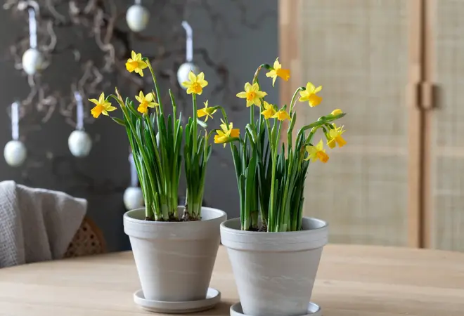 mester-gronn-narciss-uke11-4.3