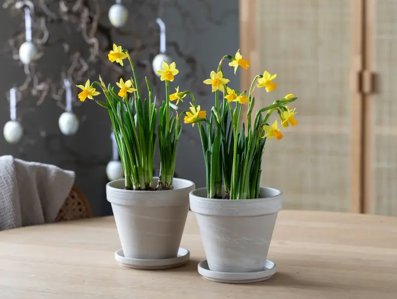 mester-gronn-narciss-uke11-4.3