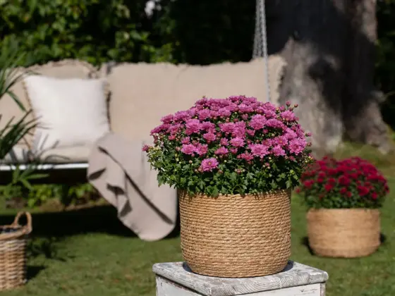 Krysantemum
