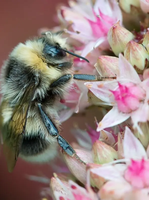 Bie på en blomst