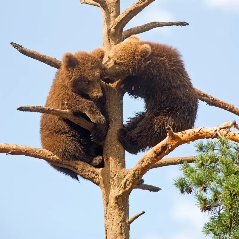 To bjørnunger klatrer i tre i Bjørneparken på Thon Hotel Bjørneparken