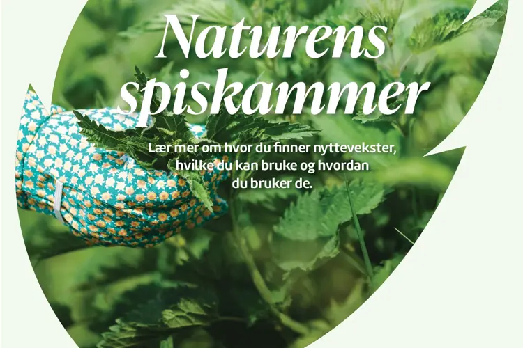 Lær mer om nyttevekster, bilde av bladet og en hånd med hanske