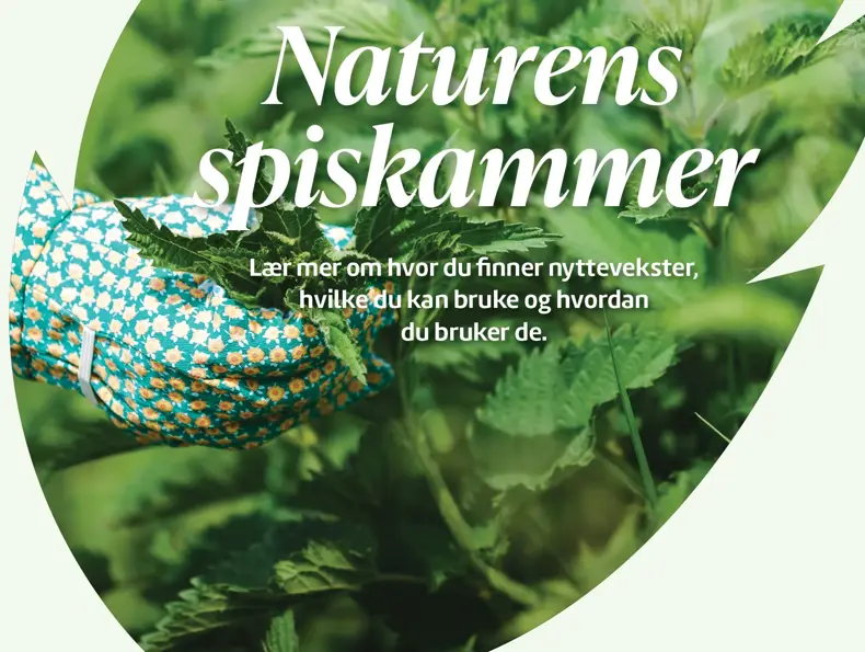 Lær mer om nyttevekster, bilde av bladet og en hånd med hanske