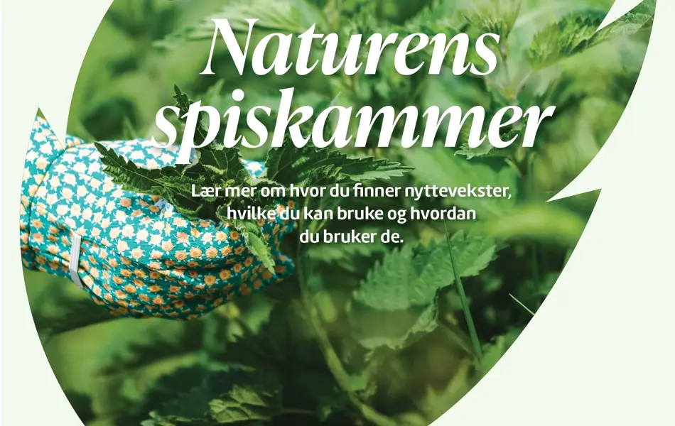 Lær mer om nyttevekster, bilde av bladet og en hånd med hanske