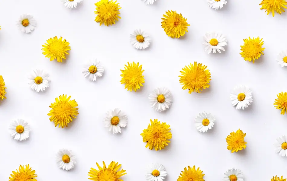Flat lay av hvite og gule blomster på hvit bakgrunn